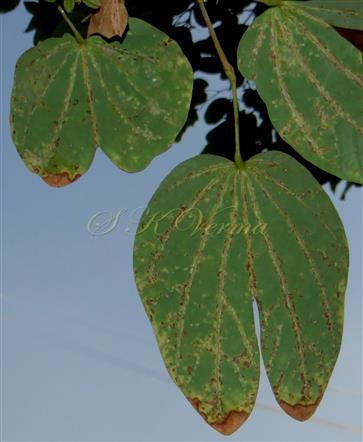  Leaves